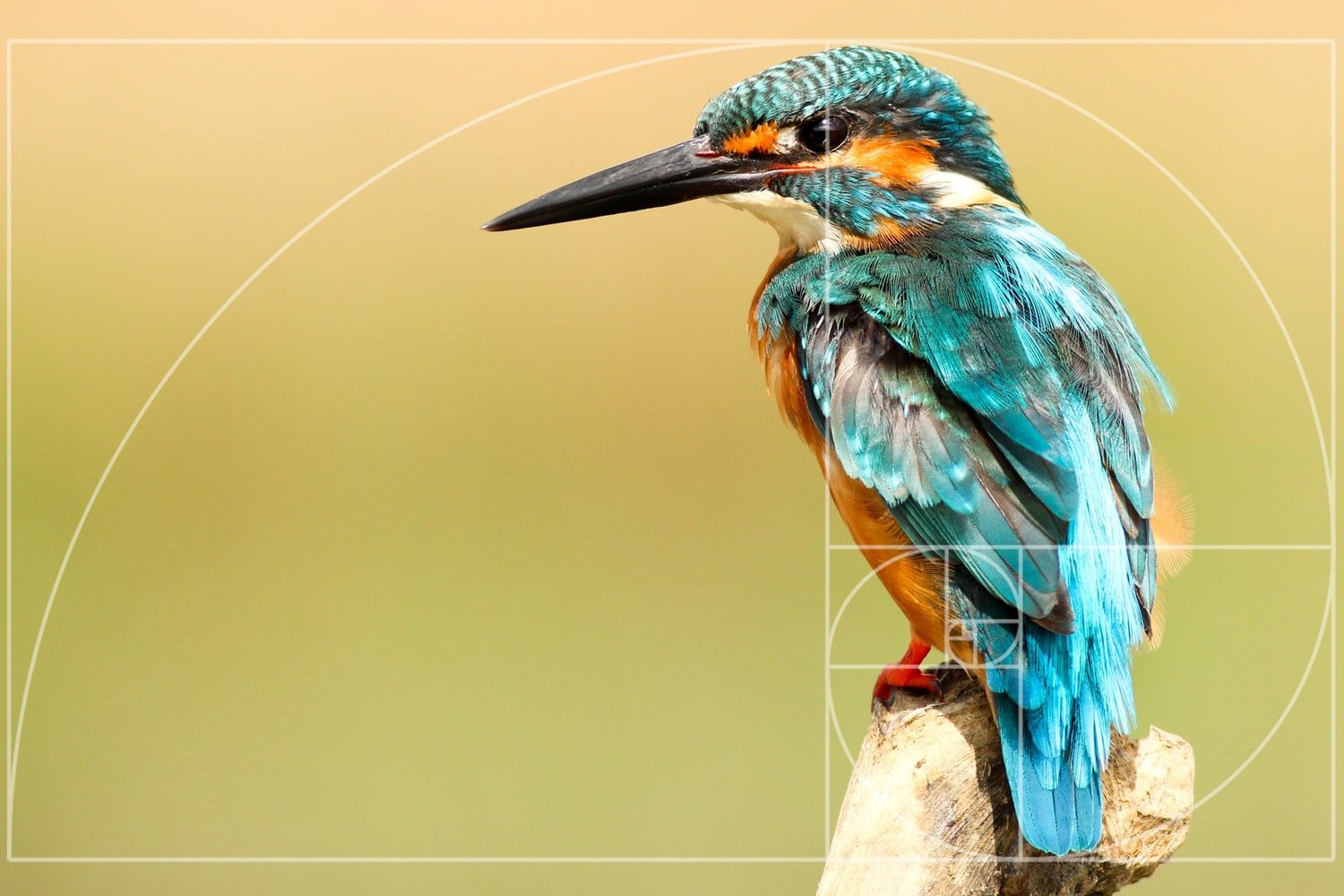 Fibonacci Sequence - 10 Top Photography Composition Rules