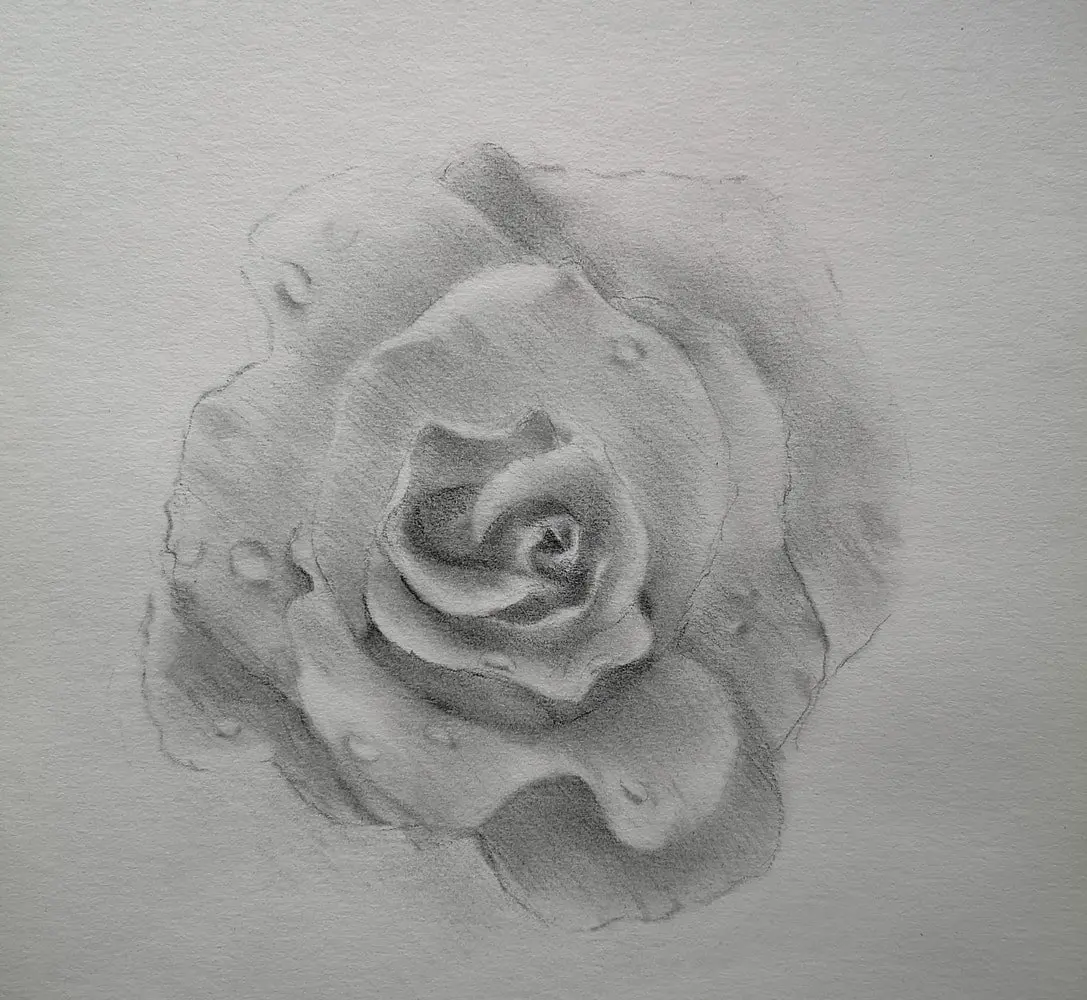 comment dessiner une rose - dessin rose