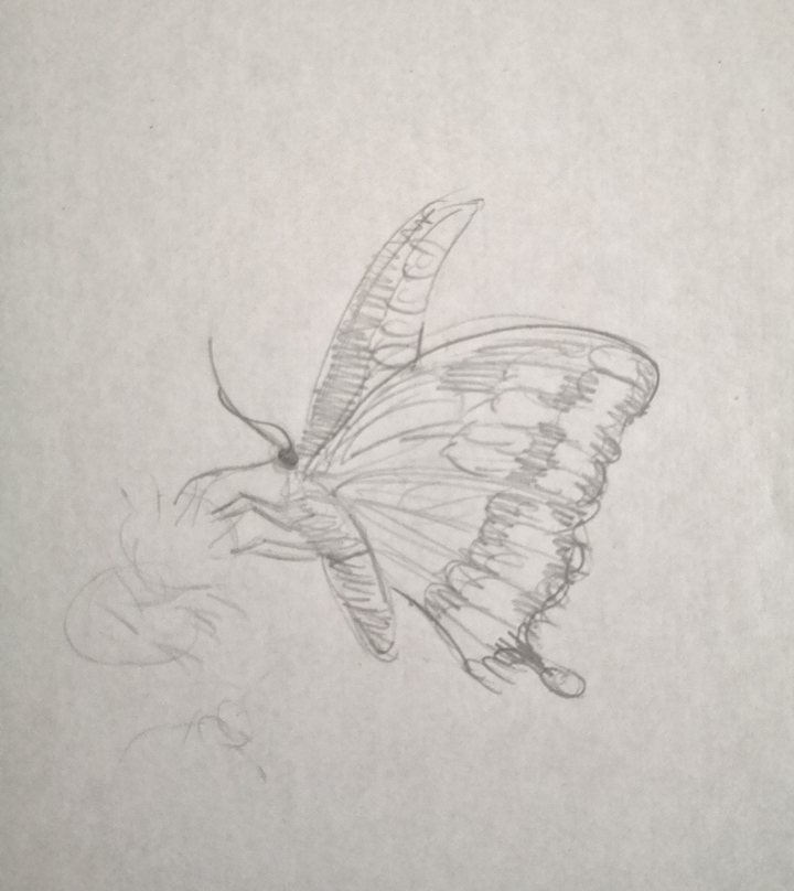 insect up close drawing idea