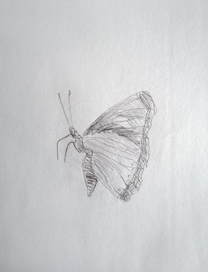 Things to draw when bored (A Butterfly)