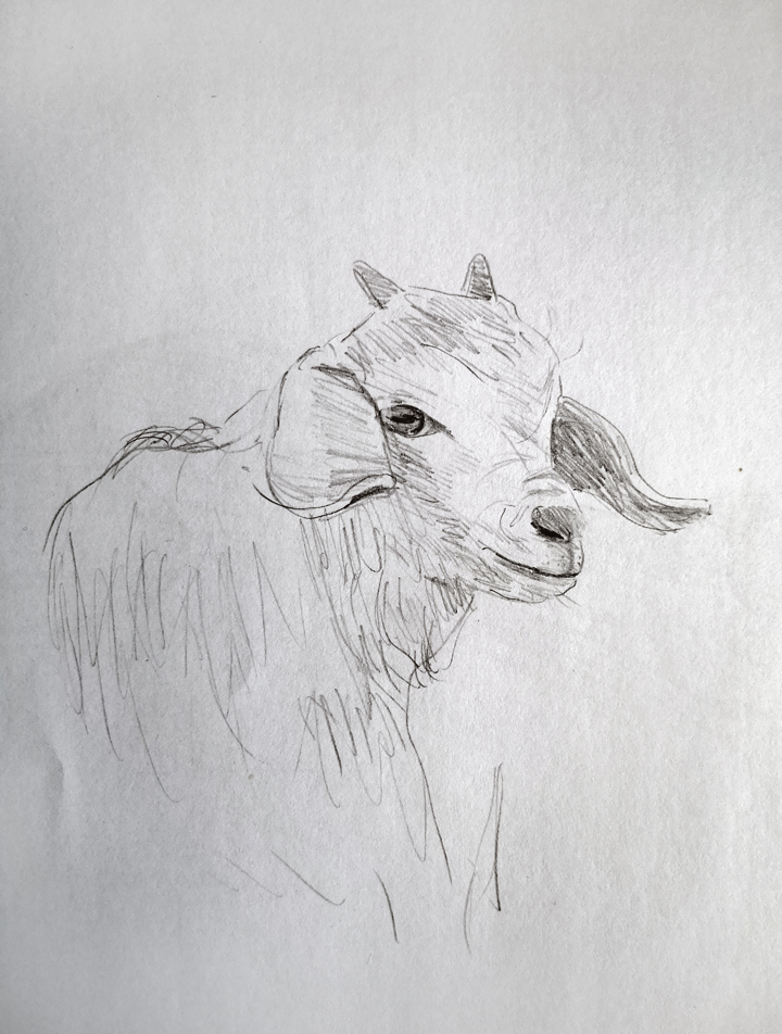 Things to draw when bored (Baby Goats)