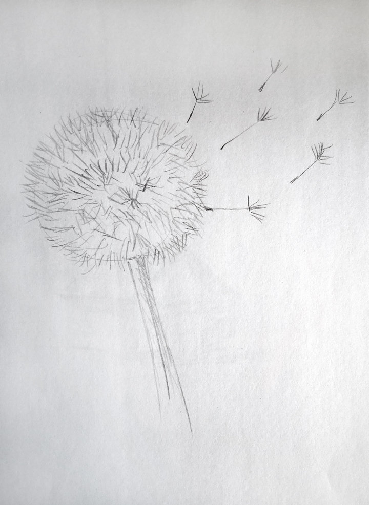 Things to draw when bored ( Dandelions)