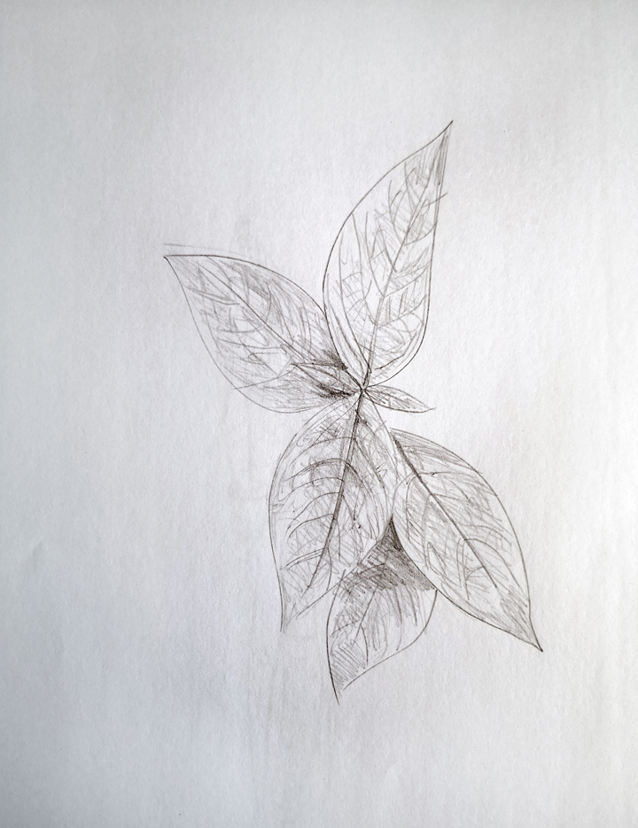 Things to draw when bored (Leaves)