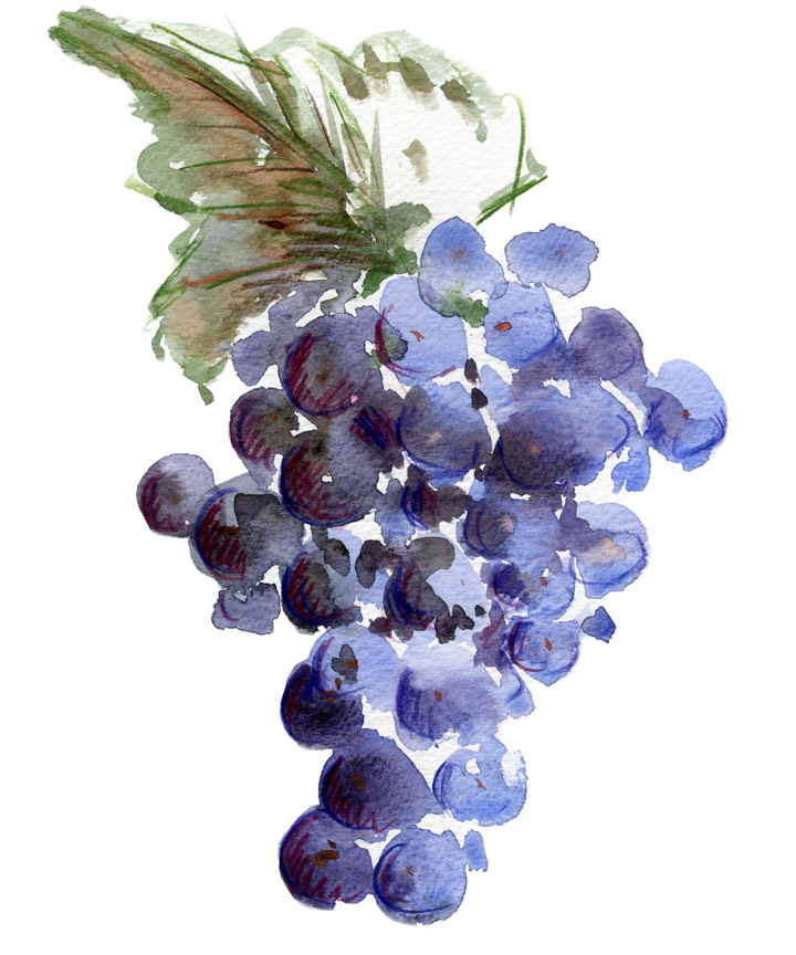 watercolor idea grapes