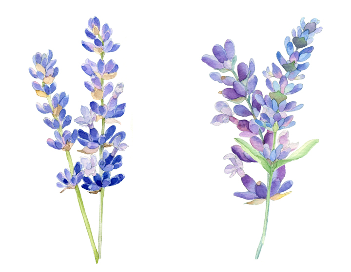 lavender watercolor idea