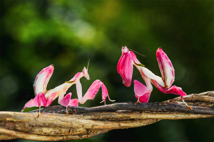 orchid mantis pink animals found In nature