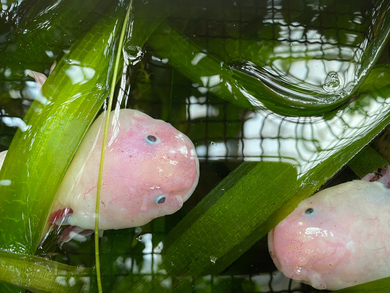 pink axolotls is among pink animals