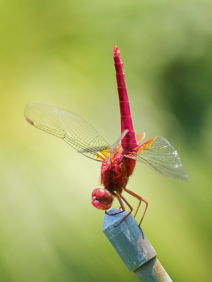 roseate skimmer is among pink animals found In nature