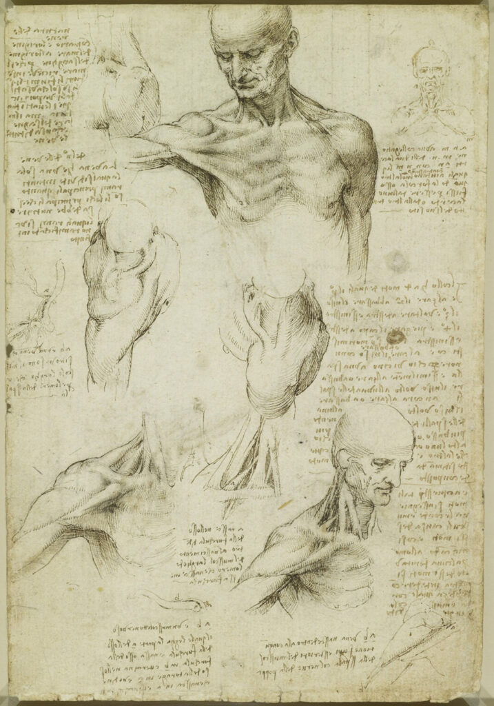 Leonardo da vinci's drawings of the human body.