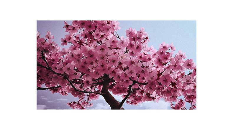 A pink tree with pink flowers against a blue sky.